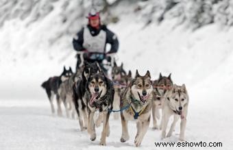 Entrenamiento de perros de trineo paso a paso