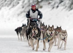 Entrenamiento de perros de trineo paso a paso