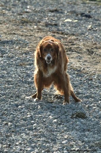 Consejos para enseñar a su perro a ir al baño