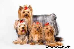 Entrenar a un Yorkie para mostrar