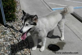 Entrenamiento de cachorros de lobo híbrido