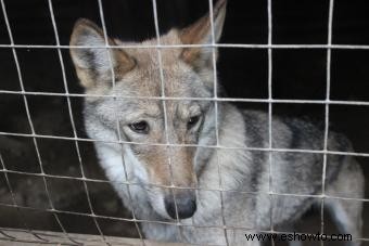 Entrenamiento de cachorros de lobo híbrido