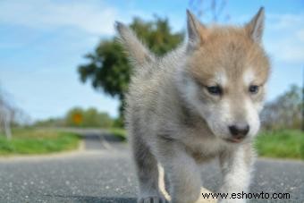 Entrenamiento de cachorros de lobo híbrido