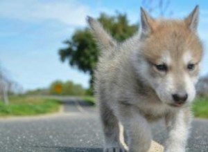 Entrenamiento de cachorros de lobo híbrido