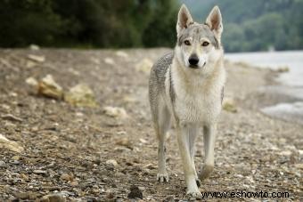 Entrenamiento de cachorros de lobo híbrido