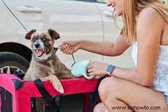 33 maneras de hacer que mudarse con perros sea libre de estrés