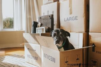 33 maneras de hacer que mudarse con perros sea libre de estrés