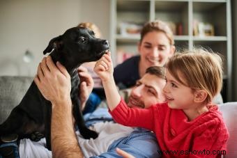 Cómo encontrar y elegir un criador de pitbulls