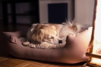 Qué empacar para el hospedaje de perros:7 artículos que necesitará tu cachorro