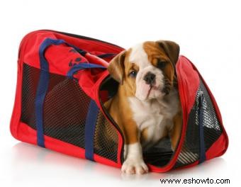 Opciones y consejos para jaulas de transporte para perros