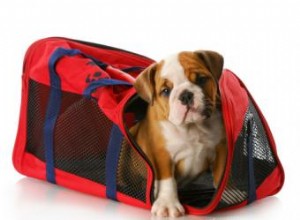 Guía Completa de Jaulas de Transporte para Perros: Tipos, Consejos y Dónde Comprar