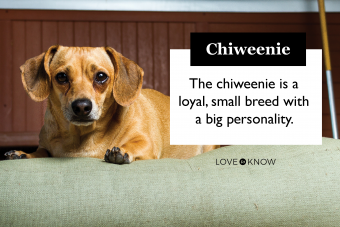 Chiweenie Mix 101:características, comportamiento y cuidados