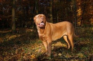 Mastín francés alias Dogo de Burdeos