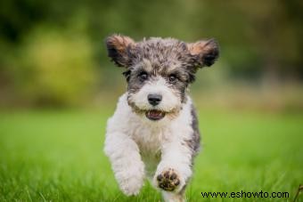 Perros Cavachón 101