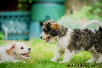 Perros Cavachón 101