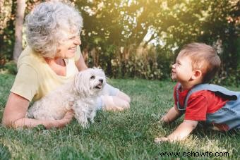 Perros Cavachón 101