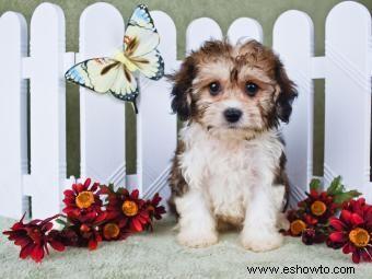 Perros Cavachón 101