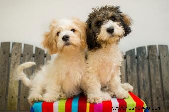 Perros Cavachón 101