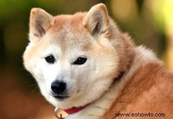 10 verdaderas razas de perros japoneses y 4 impostores