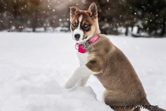 11 razas de perros con llamativos ojos azules