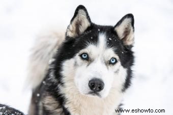 11 razas de perros con llamativos ojos azules
