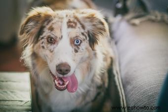 11 razas de perros con llamativos ojos azules