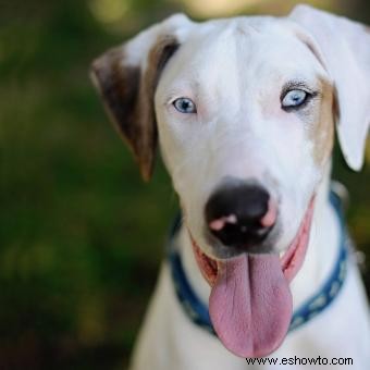 11 razas de perros con llamativos ojos azules