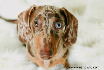 11 razas de perros con llamativos ojos azules