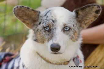 11 razas de perros con llamativos ojos azules