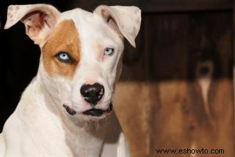 11 razas de perros con llamativos ojos azules