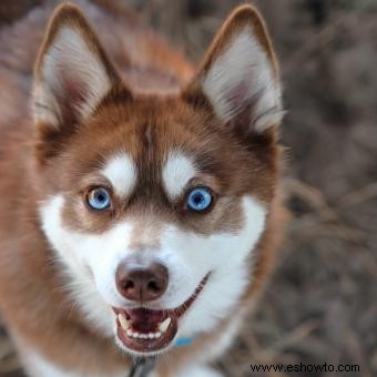 11 razas de perros con llamativos ojos azules