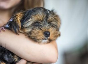 12 razas de perros perezosos hechos para abrazar