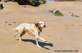 12 razas de perros de agua