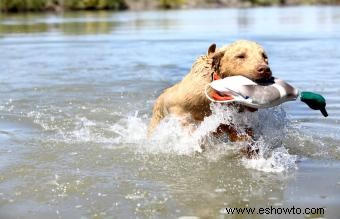 12 razas de perros de agua