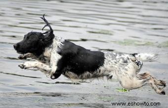 12 razas de perros de agua