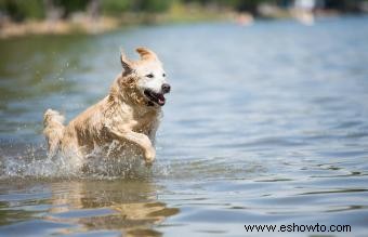 12 razas de perros de agua