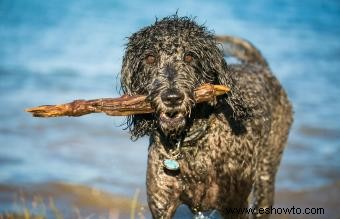 12 razas de perros de agua