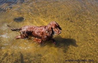 12 razas de perros de agua