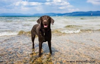 12 razas de perros de agua