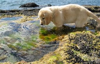 12 razas de perros de agua