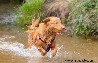 12 razas de perros de agua