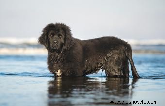 12 razas de perros de agua