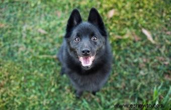 12 razas de perros de agua