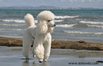 14 razas de perros más saludables que son excelentes mascotas