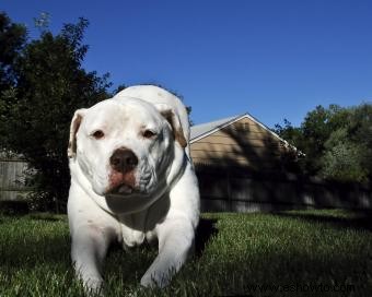 14 razas de perros más saludables que son excelentes mascotas