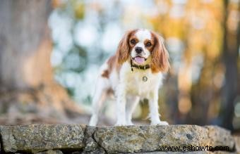 15 adorables razas de perros con orejas largas