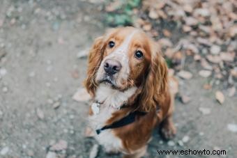 15 adorables razas de perros con orejas largas