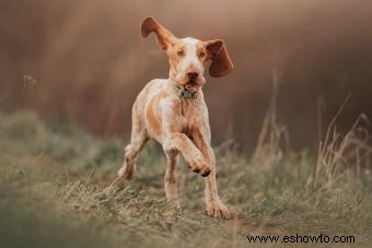 15 adorables razas de perros con orejas largas