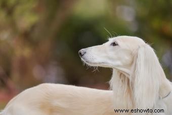 15 adorables razas de perros con orejas largas