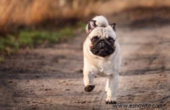 15 mejores perros de apartamento:razas adecuadas de todos los tamaños